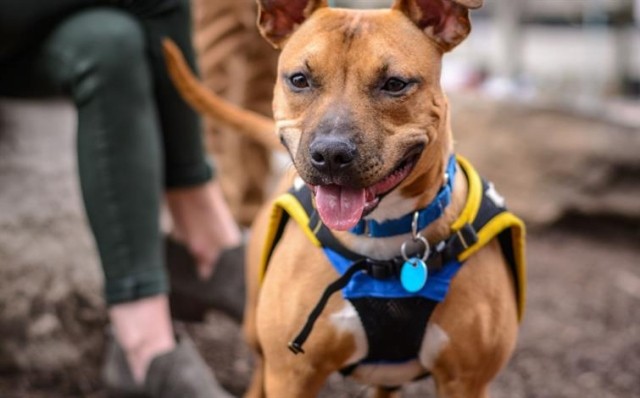 A pit bull on a leash in a park