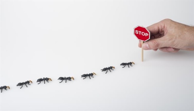 Line of ants at a stop sign.