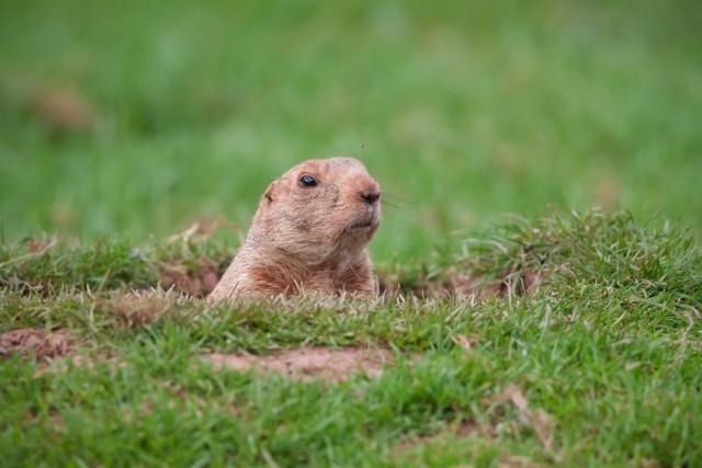 A groundhog pokes its head out from underground. 