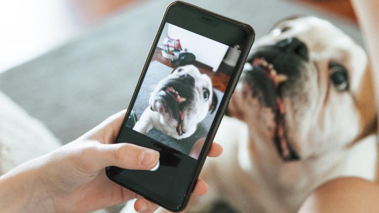 Person takes photo of dog with smartphone