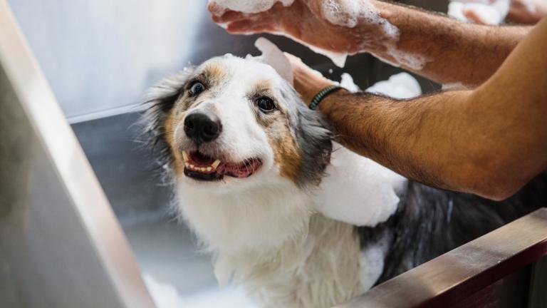 Dog getting a bath at a pet washing station