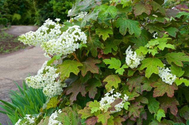 An image of flowers.