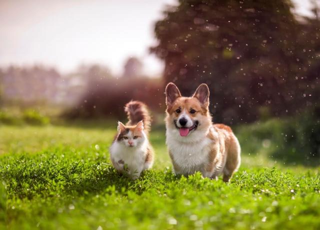 A cat and a corgi stand side by side in a field