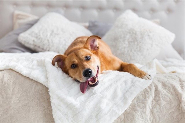 Dog in an apartment