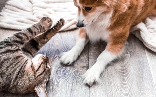 Dog and cat facing each other on floor with a blanket