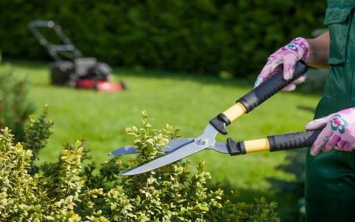 Yard work, trimming bush